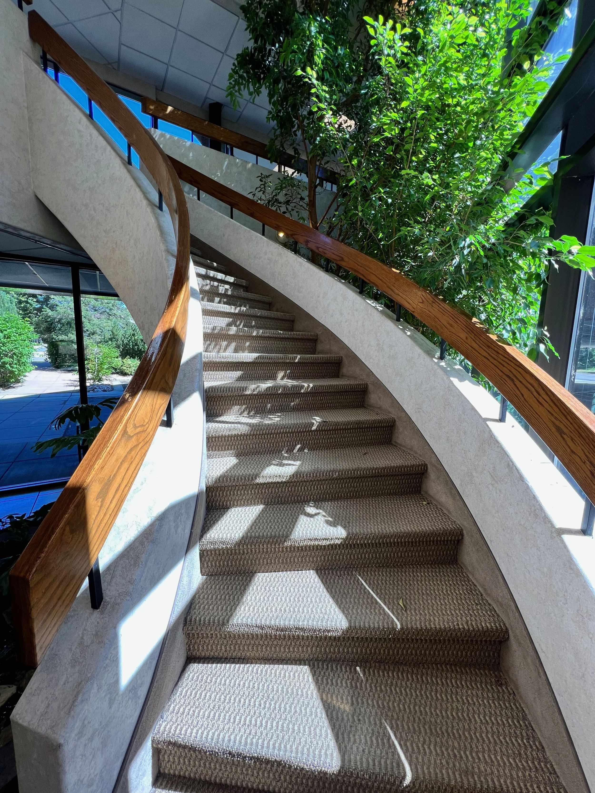 Sun-drenched curved staircase with wooden railing and lush indoor greenery in the office building